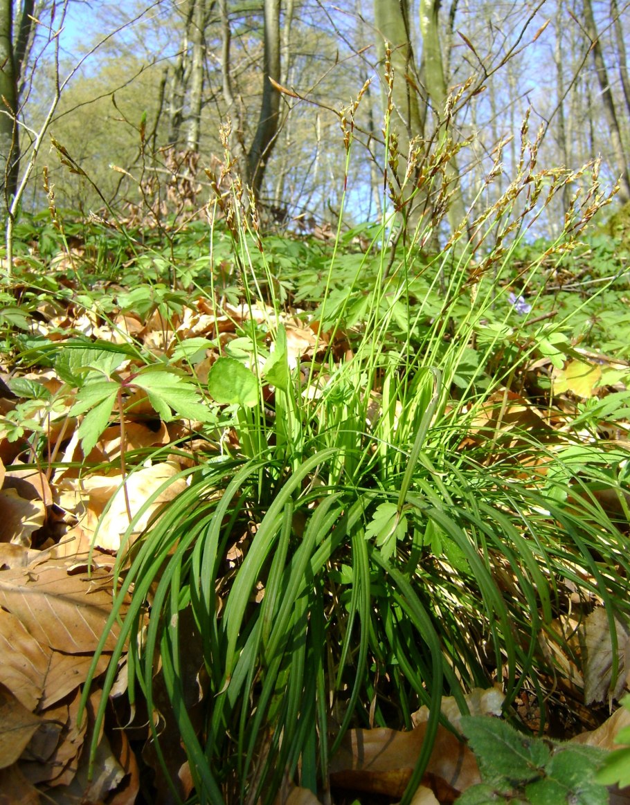 Осоки Carex duriuscula