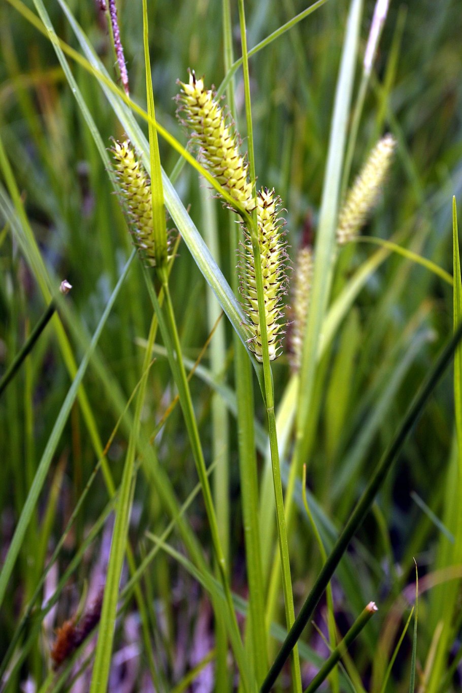Carex leporina