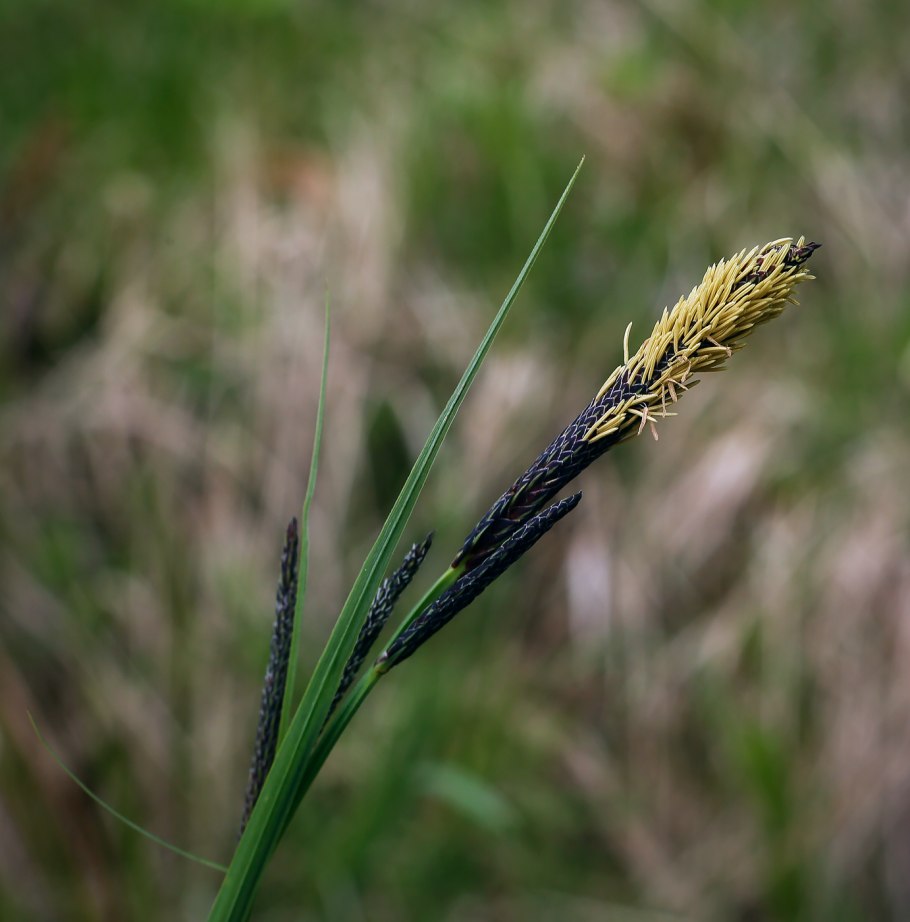 Осока заостренная (Carex acutiformis Ehrh.