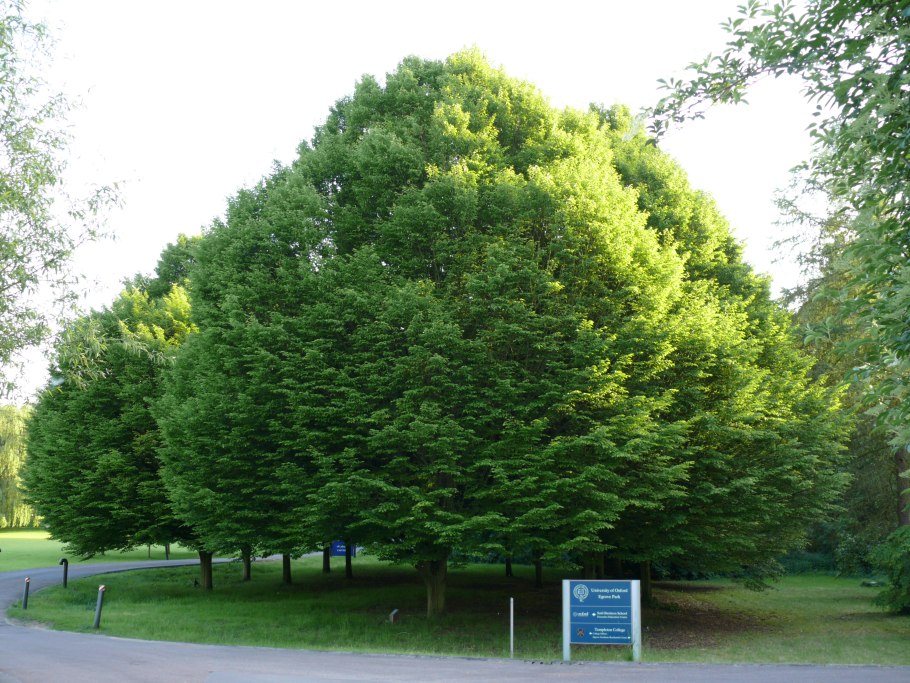 Carpinus betulus (граб обыкновенный) 'Fastigiata'