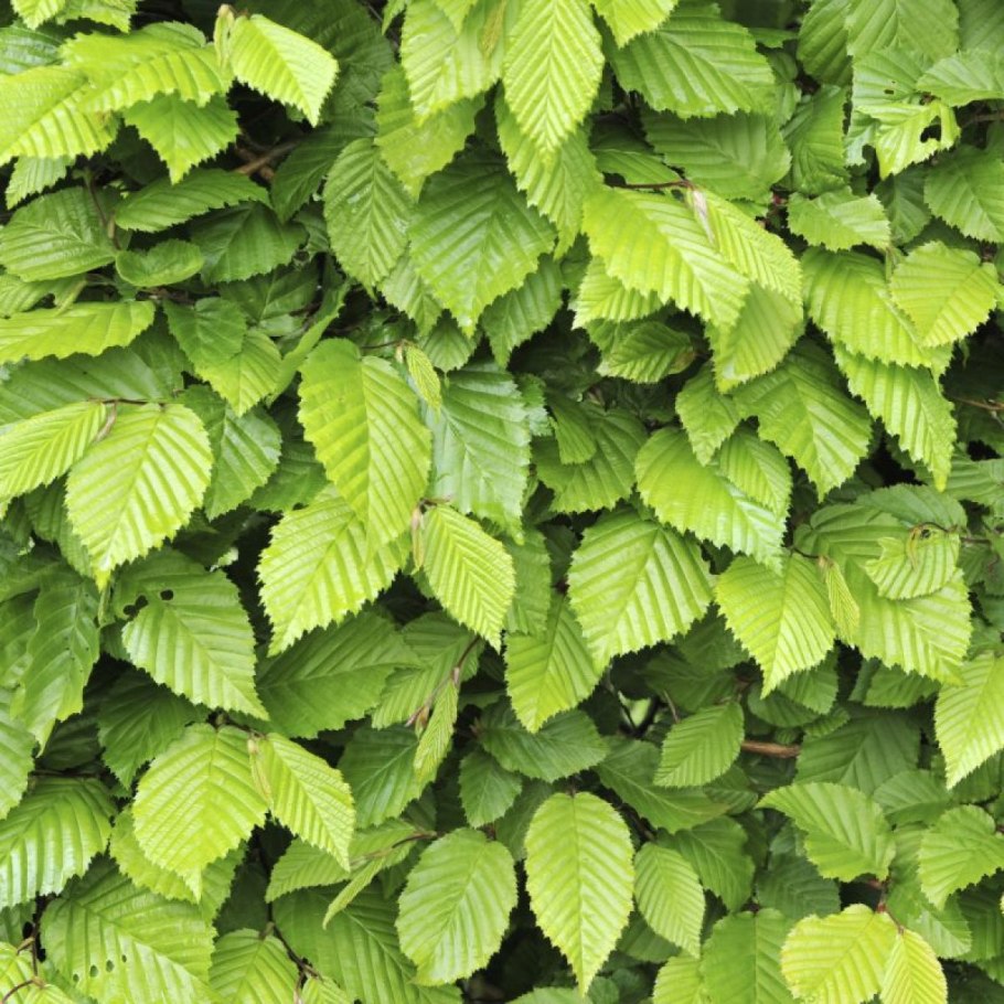 Граб гирканский