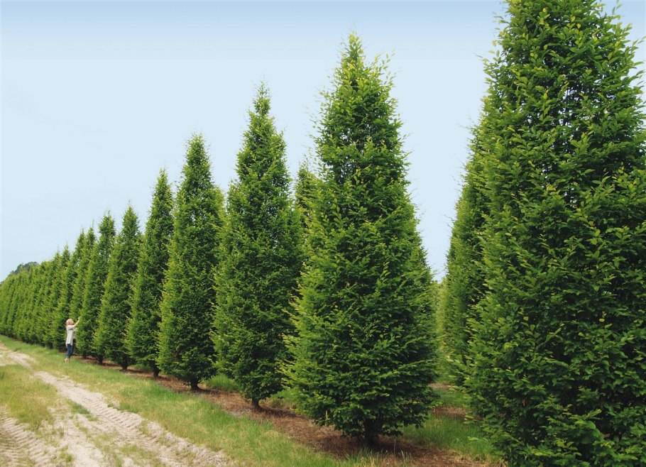 Граб обыкновенный дерево