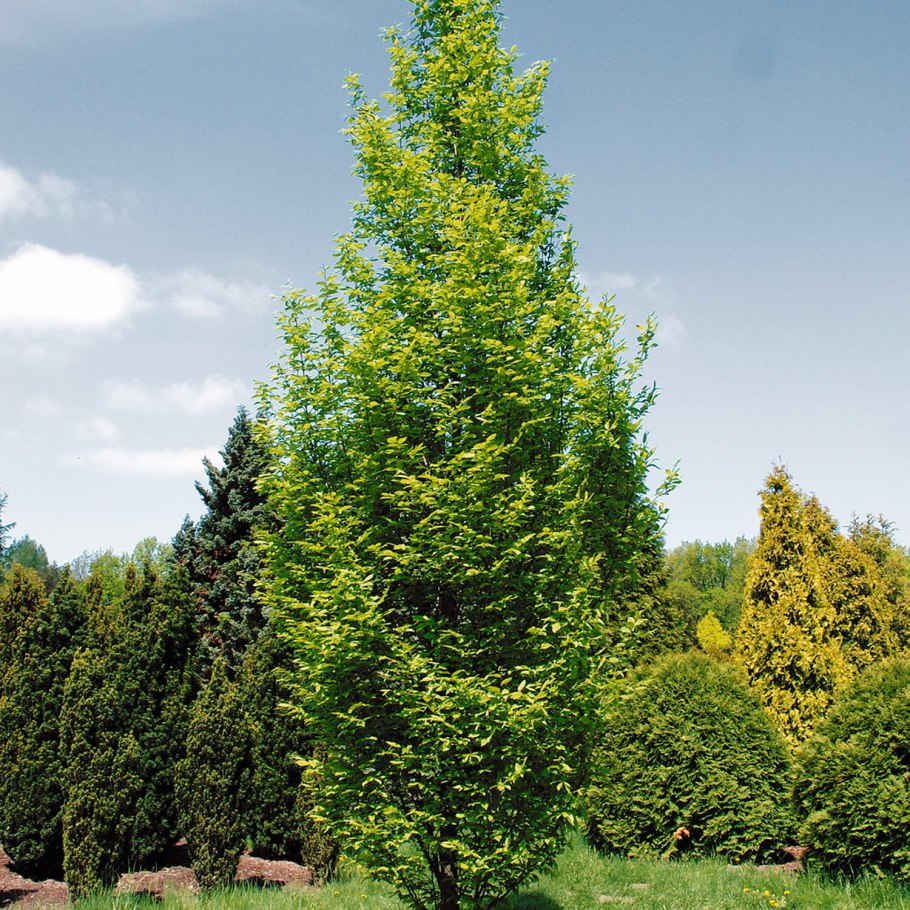 Граба восточного (Carpinus orientalis