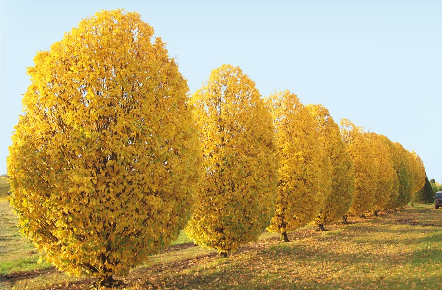 Граб обыкновенный Carpinus betulus