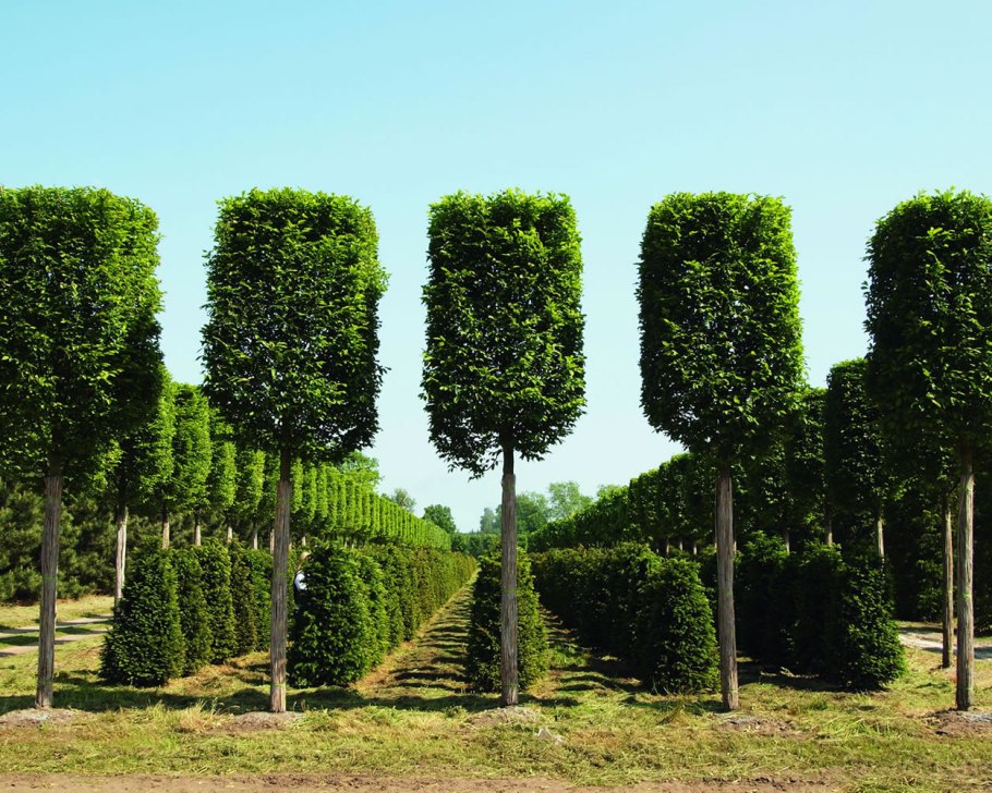 Carpinus betulus (граб обыкновенный) 'Fastigiata'