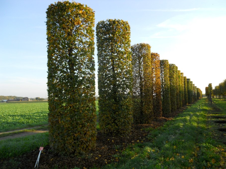 Граб обыкновенный Carpinus betulus