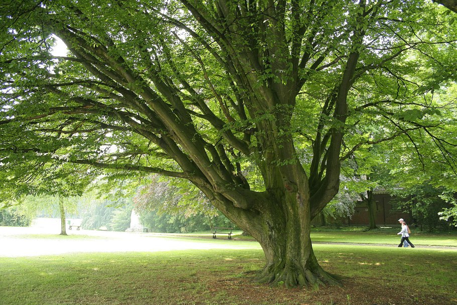 Дуб черешчатый Фастигиата