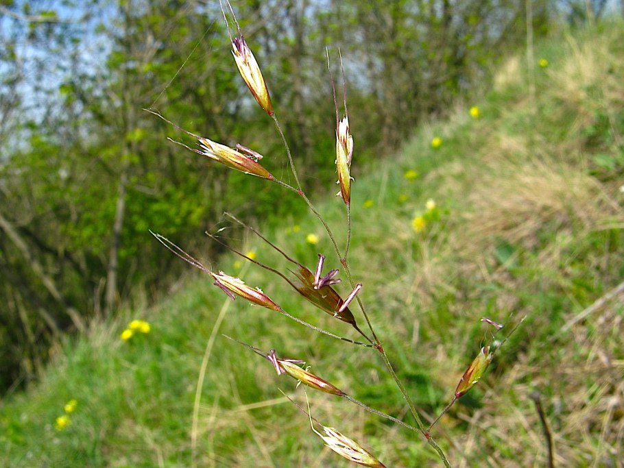 Овсец Шелля