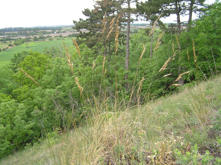 Змеёвка растопыренная