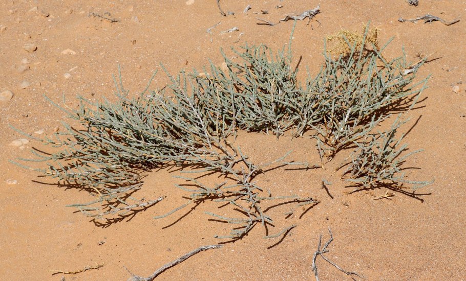 Селин растение пустыни