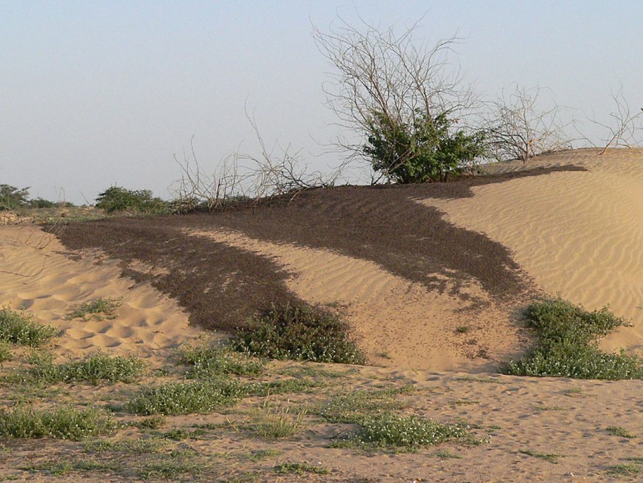 Растения на Песчаном берегу