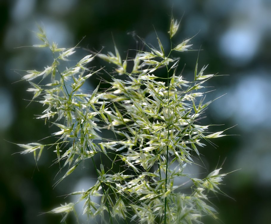 Колосняк песчаный
