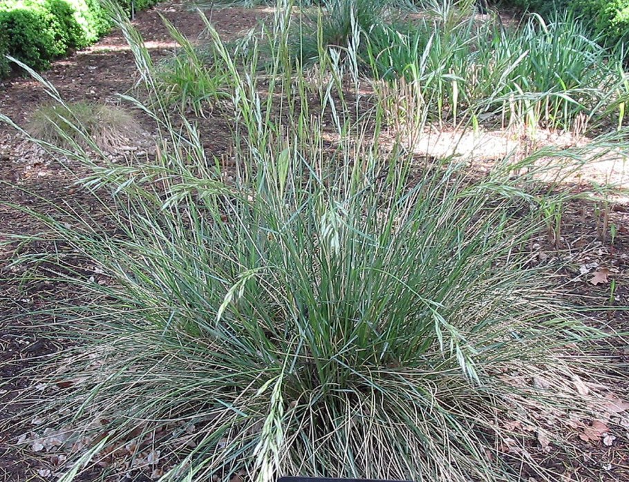 Овсяница бороздчатая Типчак