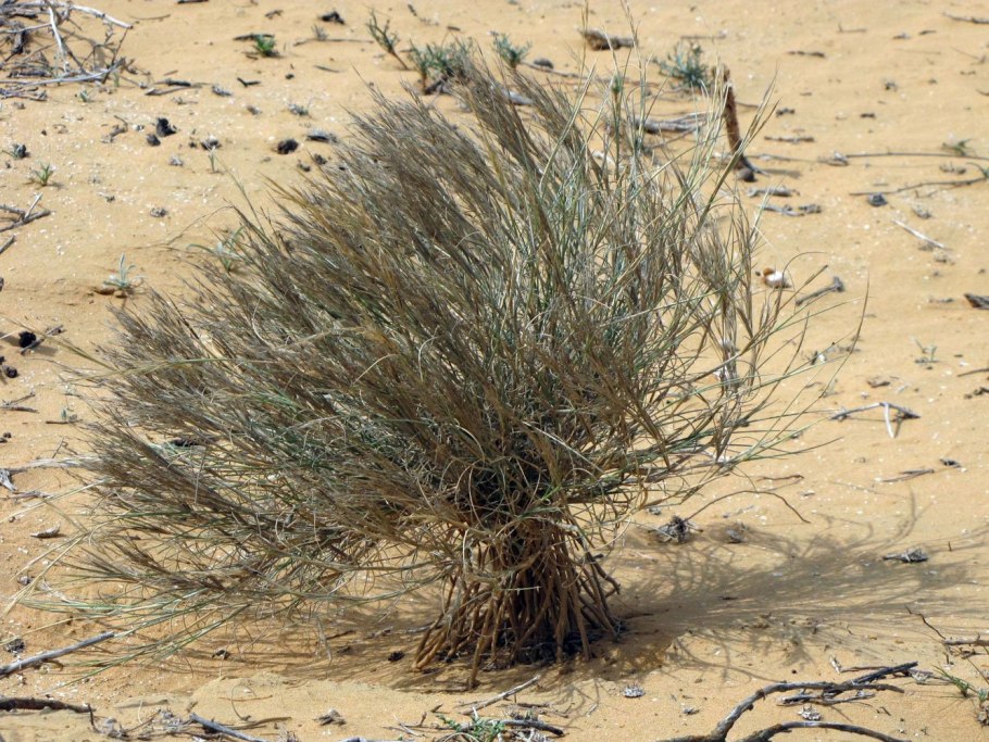 Пустыни Прибалхашья