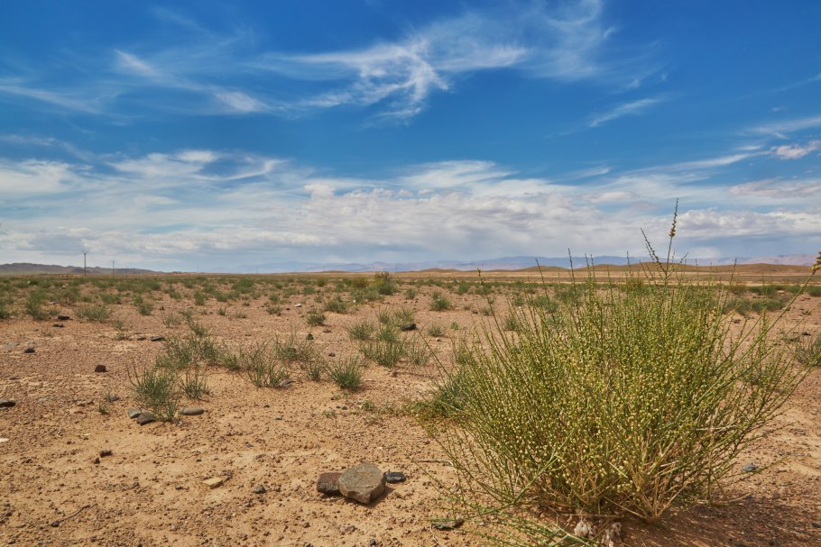 Тортулла пустынная