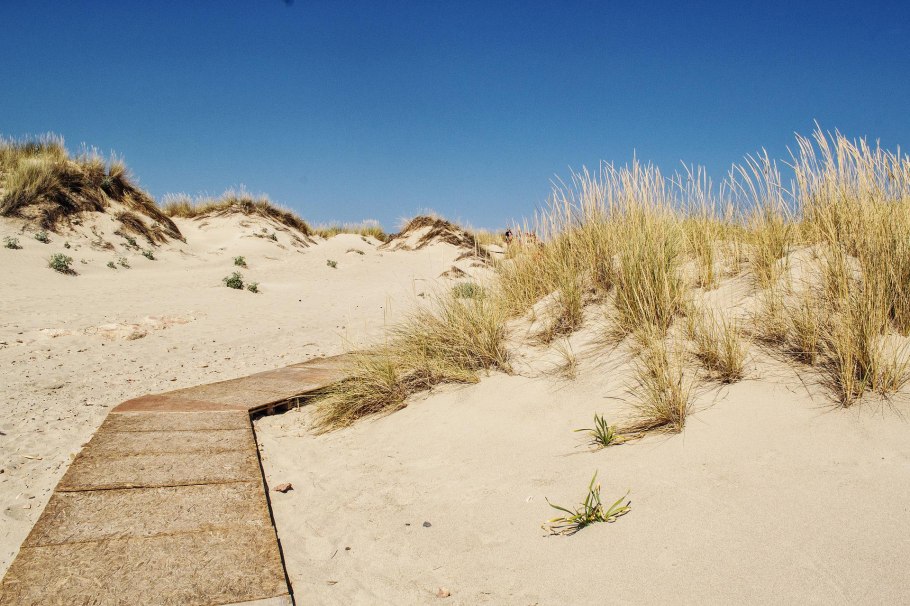 Пустынные растения на скале листья с ворсинками