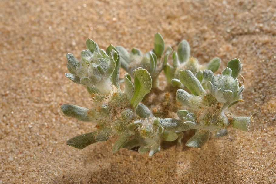 Осока Аргунская