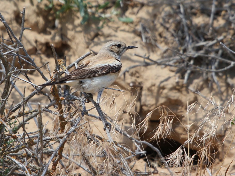 Геспералоэ rubra