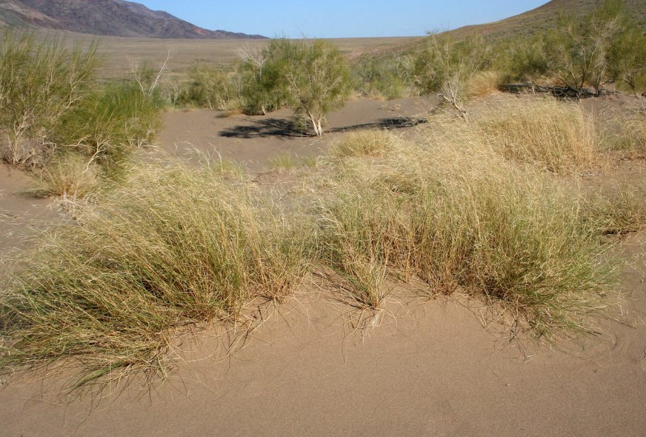 Salsola Tragus l. - солянка сборная