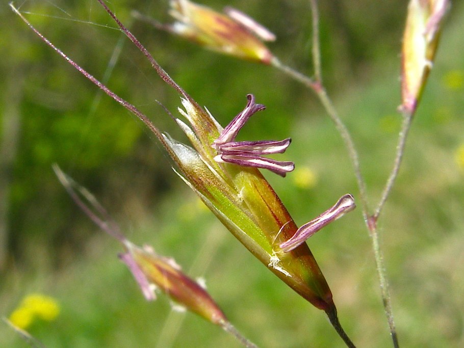 Овсец Степной