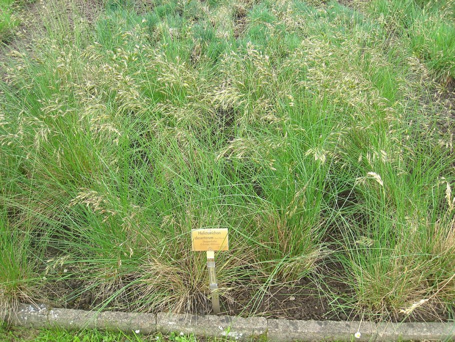 Овсец Шелля Helictotrichon schellianum