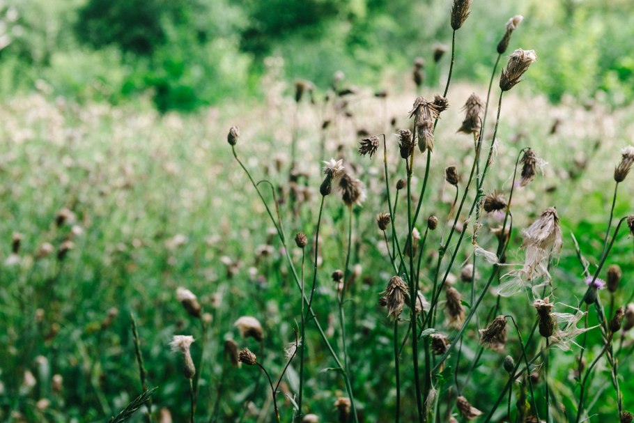 Селин растение пустыни