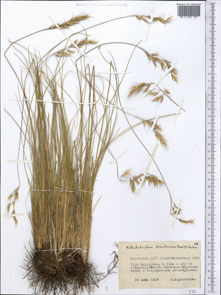 Овсец пустынный