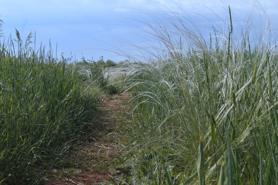 Овсец Шелля