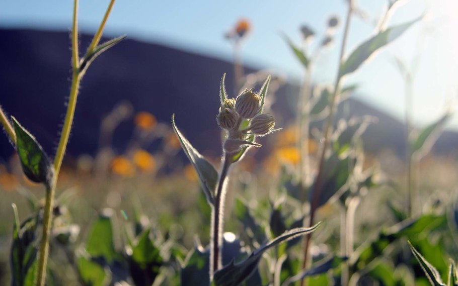 Море с сухой травой