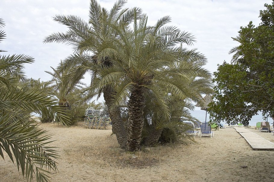 Финик Теофраста гёлькёй