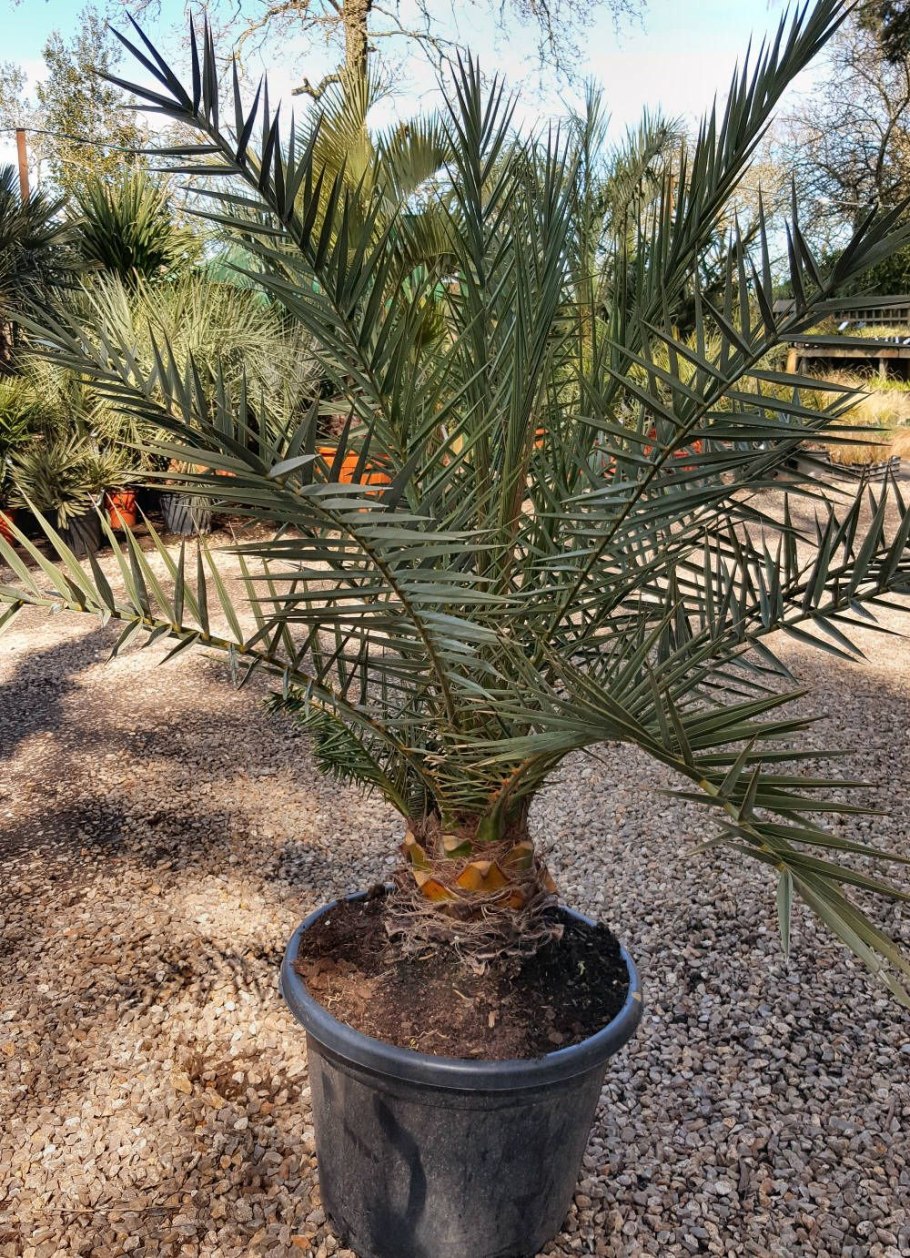 Пляж ВАИ С финиковыми пальмами Теофраста