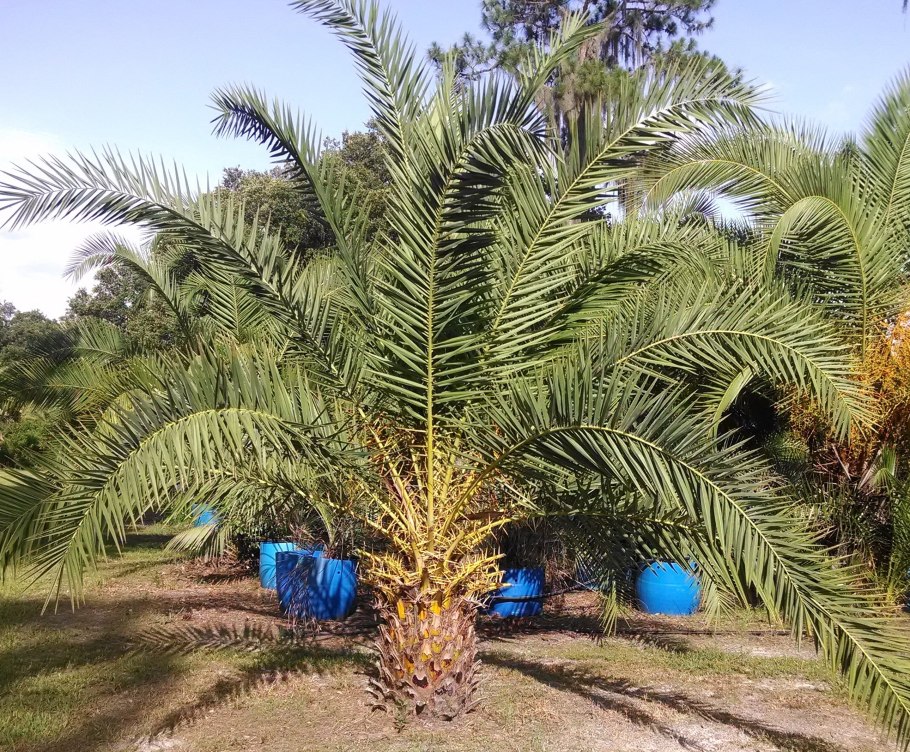 Финиковые пальмы в ОАЭ