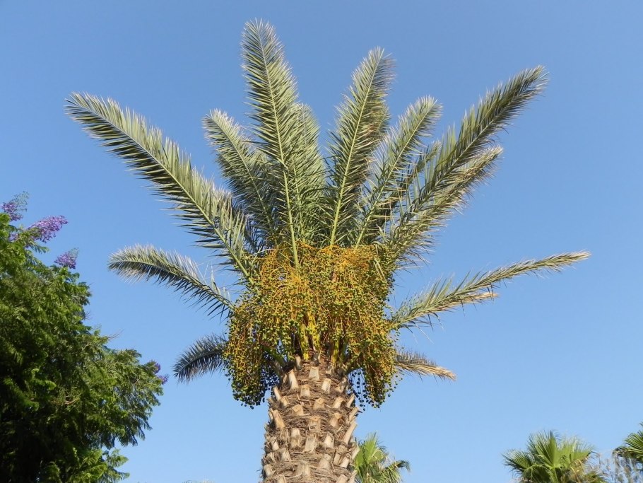 Финиковая Пальма Теофраста