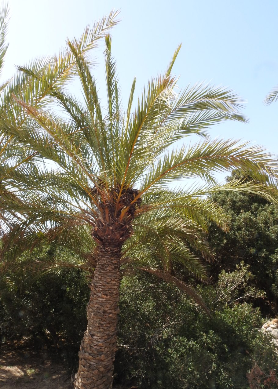 Финиковая Пальма Теофраста