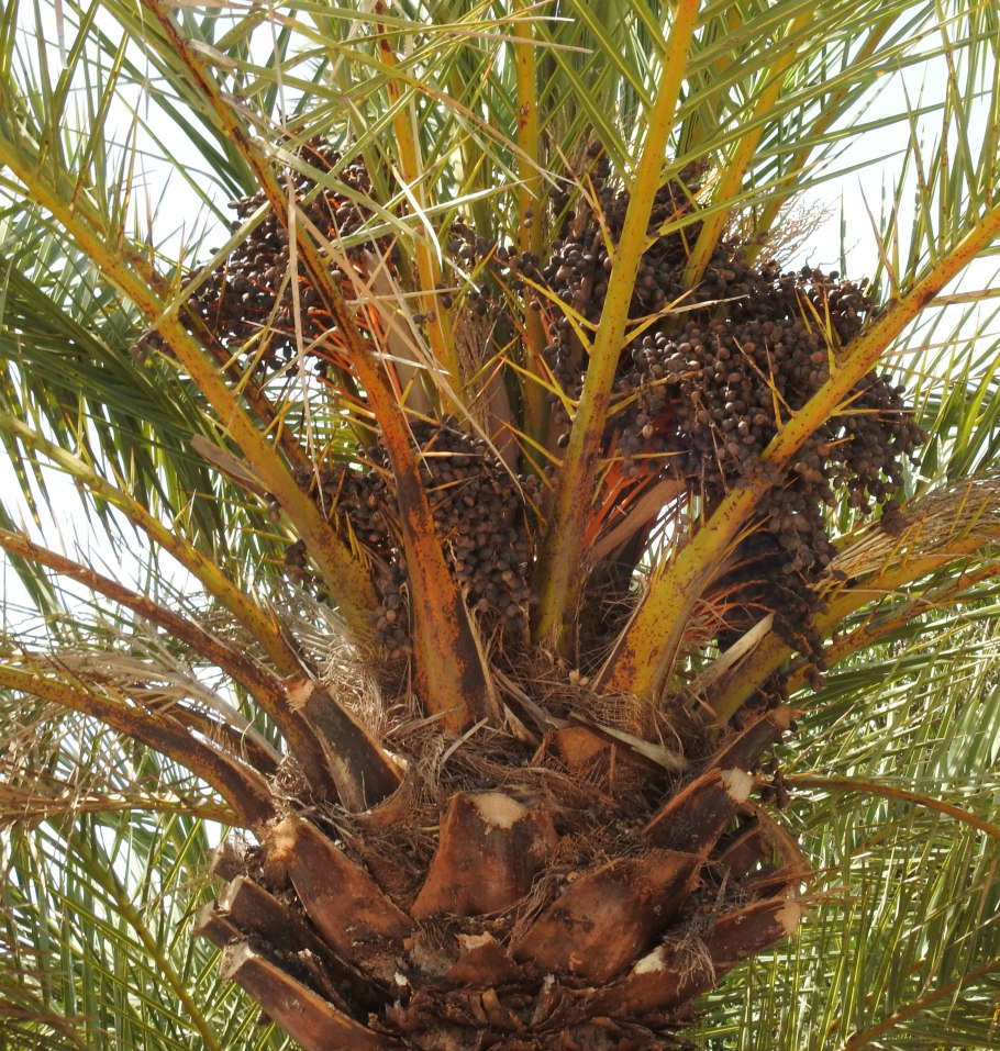 Финиковая Пальма пальчатая