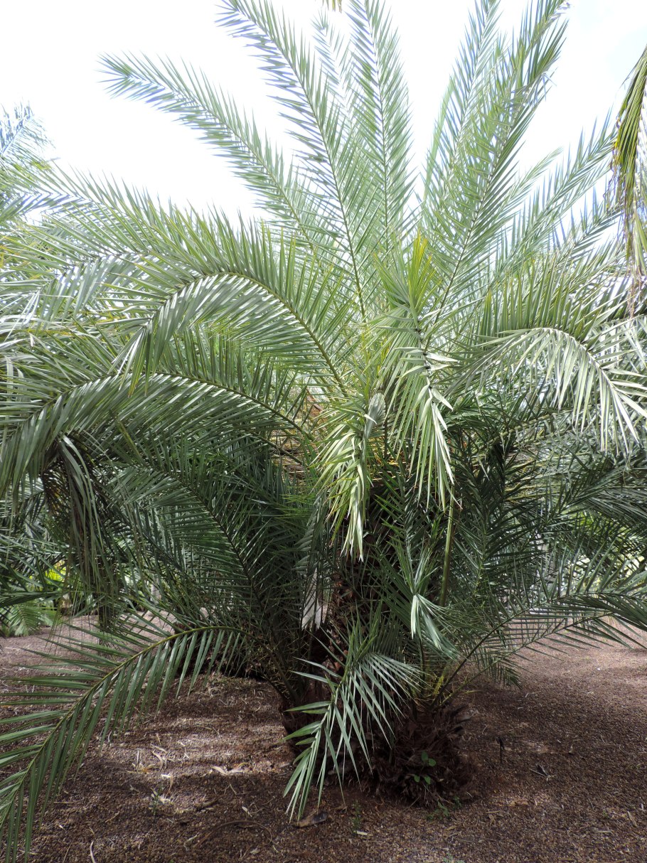 Финиковая Пальма Теофраста