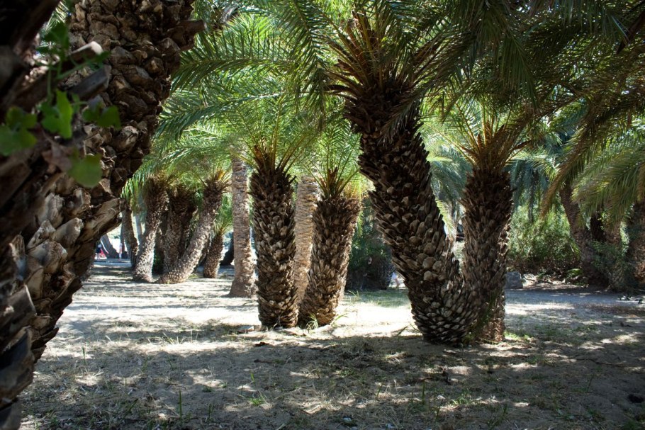 Финиковая Пальма Phoenix dactylifera