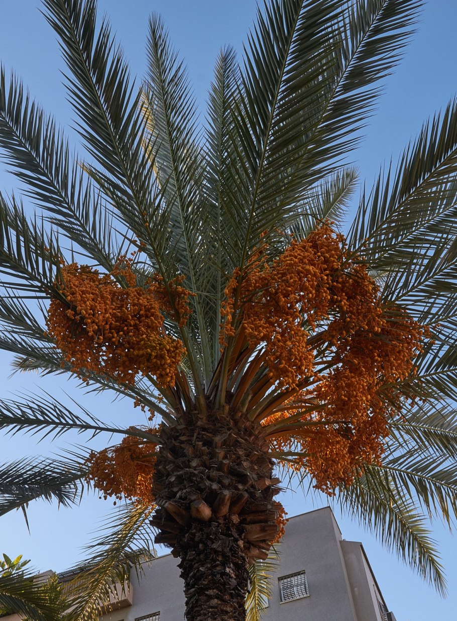 Где растут финики