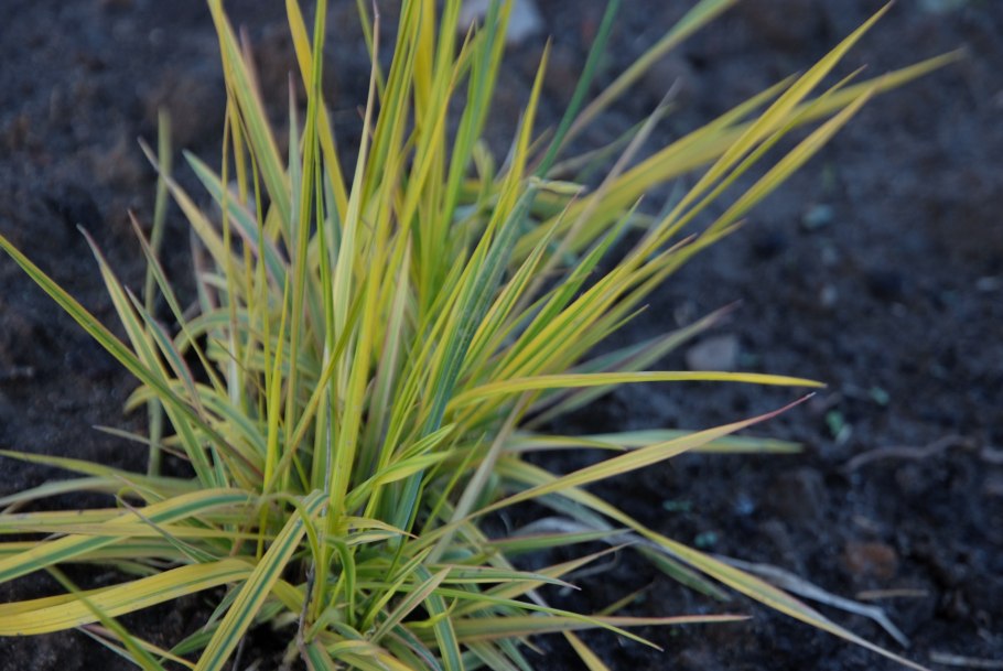 Мискантус китайский Аллигатор