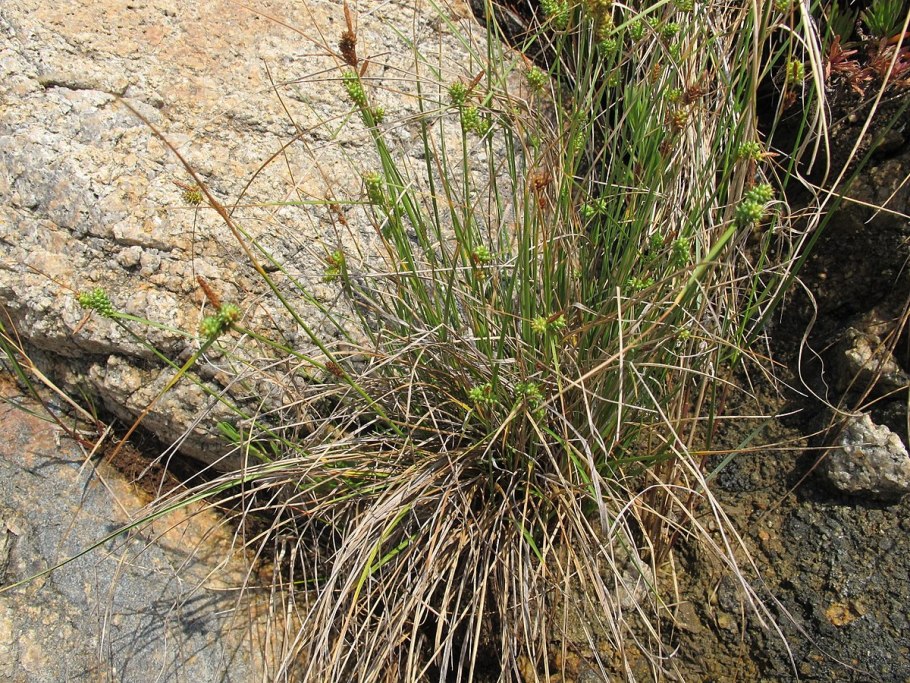 Осока растянутая (Carex Extensa