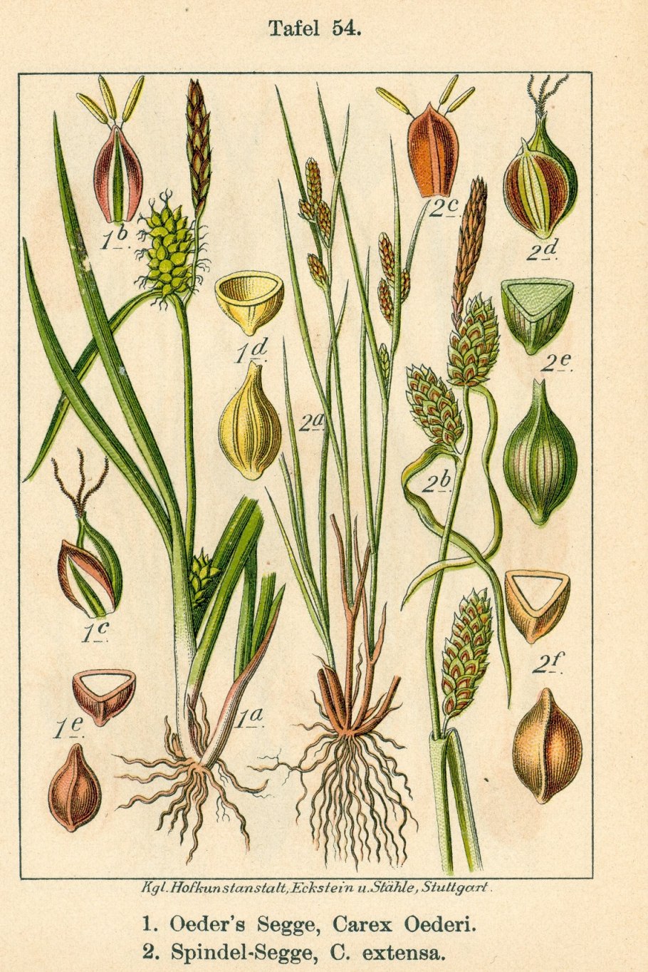 Осока ботаника