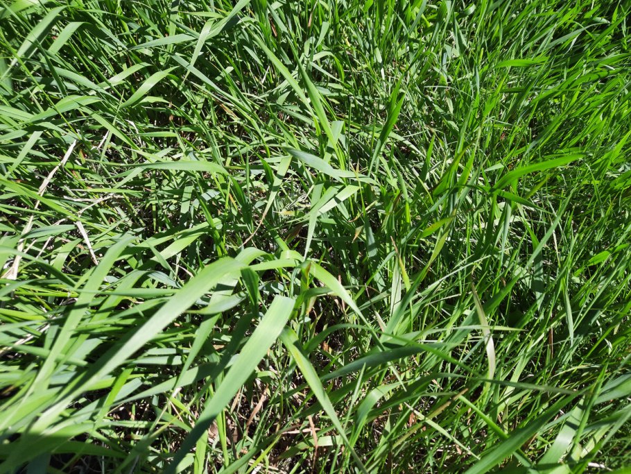 Осока власовидная Фростед Карлс