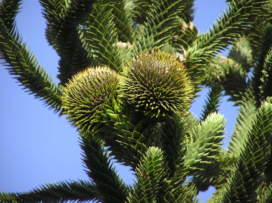 Араукария бразильская