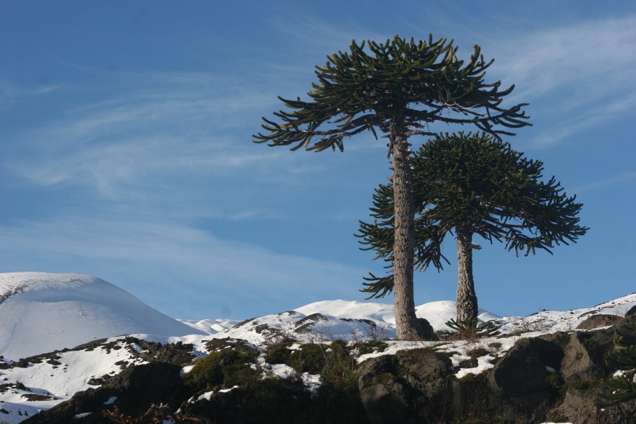 Араукария гетерофилла