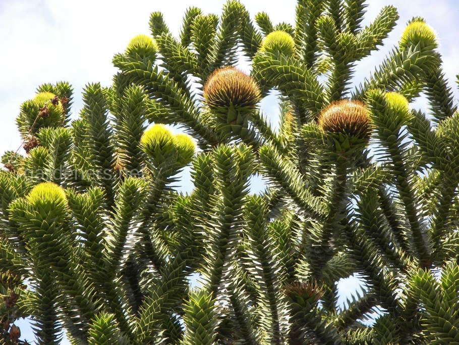 Араукария heterophylla