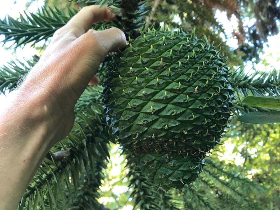 Араукария бразильская