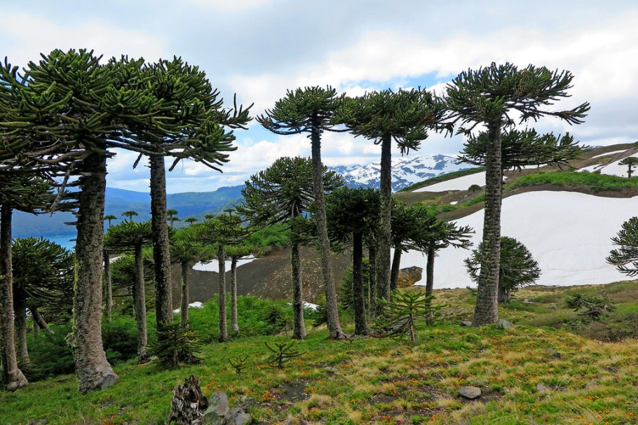 Араукария Чилийская семена