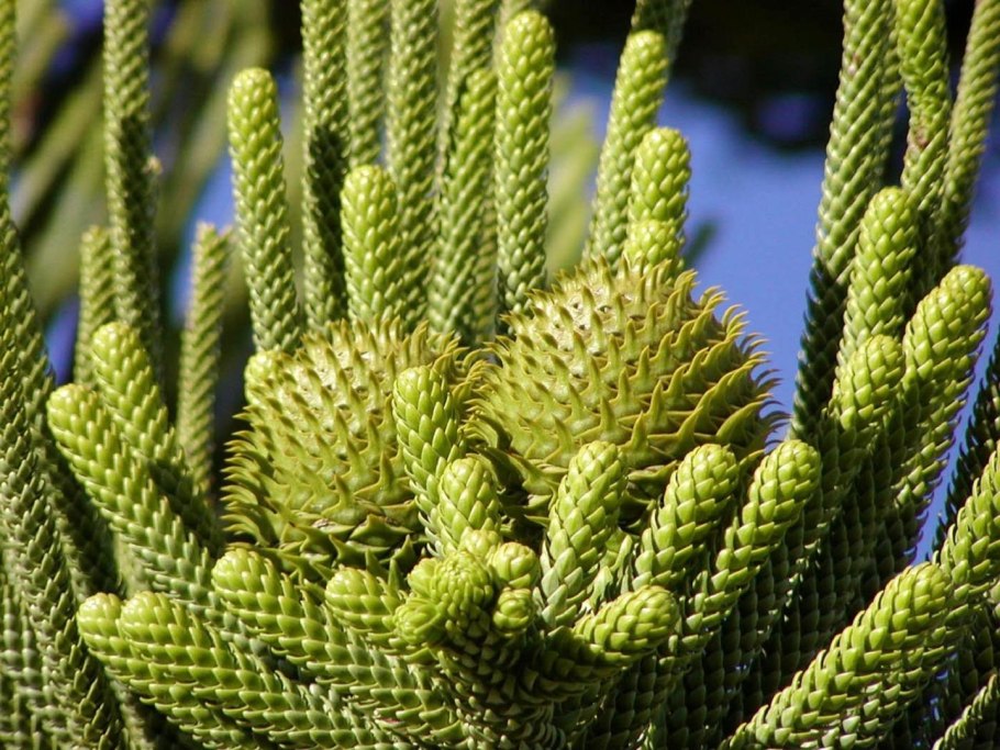 Бразилия араукария