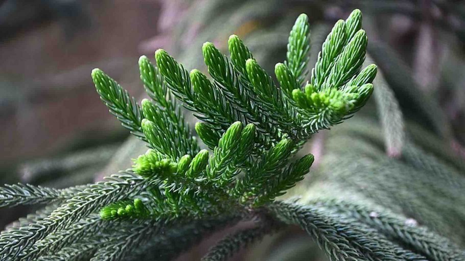 Араукария разнолистная дерево