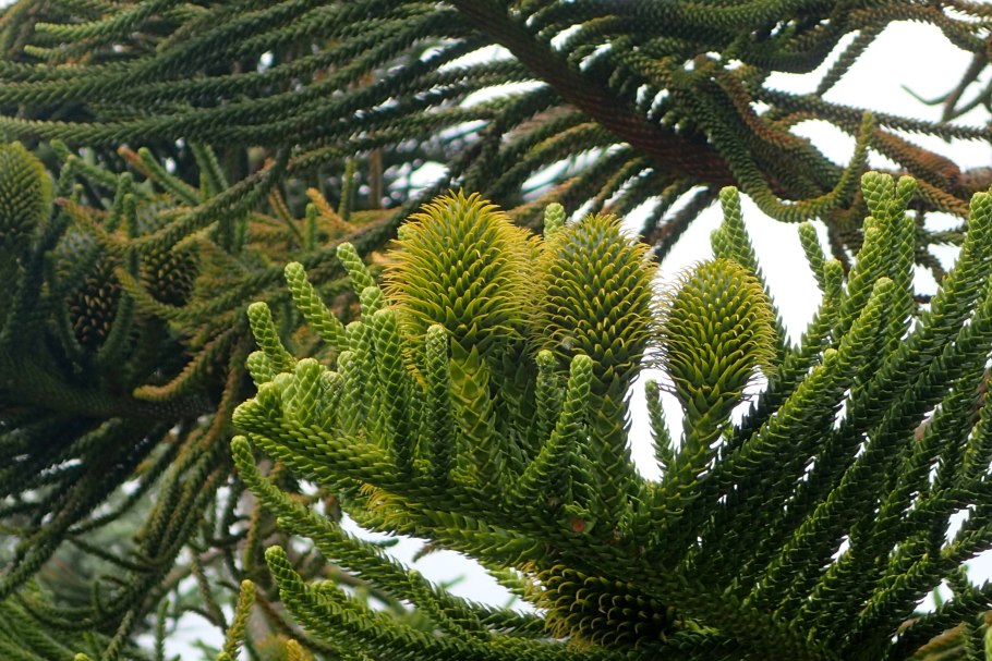 Араукария Хетерофилла